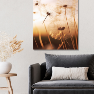 Obrazy na stěnu - Odkvetlé pampelišky Rozměr: 40x50 cm, Rámování: vypnuté plátno na rám