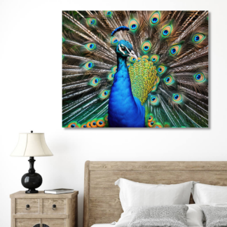 Obrazy na stěnu - Páv Rozměr: 80x100 cm, Rámování: bez rámu a bez vypnutí plátna