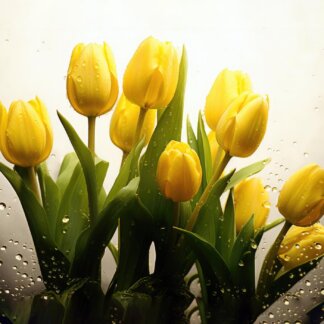 Obrazy na stěnu - Žluté tulipány v kapkách deště Rozměr: 80x100 cm, Rámování: bez rámu a bez vypnutí plátna