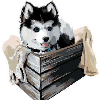 Malování podle čísel - HUSKY V KRABICI Rozměr: 80x100 cm, Rámování: bez rámu a bez vypnutí plátna