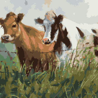Malování podle čísel - DVĚ KRÁVY V OHRADĚ Rozměr: 40x50 cm, Rámování: bez rámu a bez vypnutí plátna