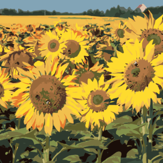 Malování podle čísel - SLUNEČNICE NA POLI 2 Rozměr: 40x50 cm, Rámování: bez rámu a bez vypnutí plátna