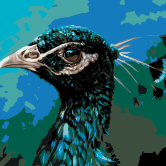 Malování podle čísel - PAVÍ PROFIL Rozměr: 40x50 cm, Rámování: vypnuté plátno na rám